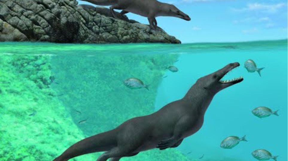 Τετράποδη φάλαινα περπατούσε στην ξηρά και κολυμπούσε στη θάλασσα πριν από 43 εκατ. χρόνια - Φωτογραφία 2