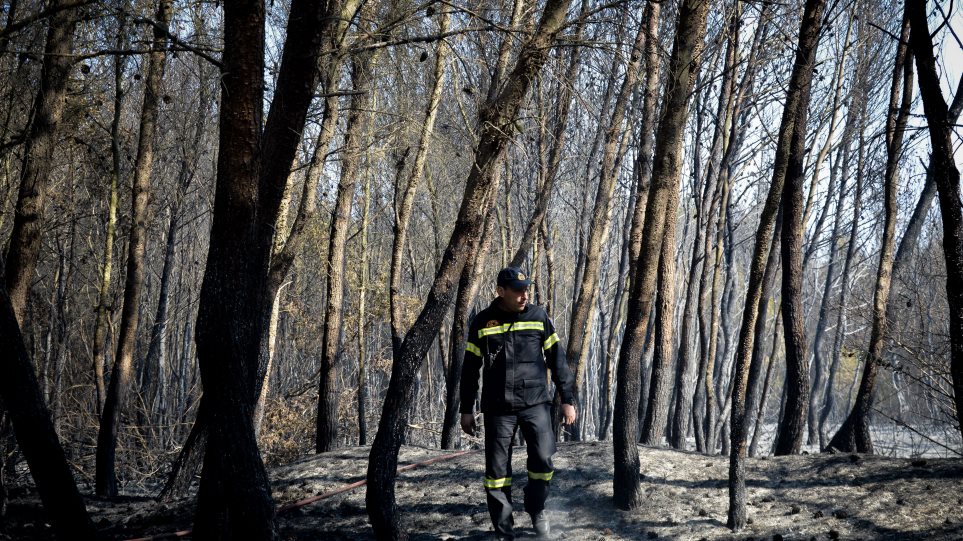 Φωτογραφίες από τη φωτιά στο δάσος Στροφυλιάς: Κρανίου τόπος η επόμενη μέρα - Φωτογραφία 1