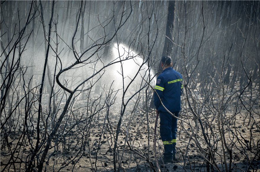 Φωτογραφίες από τη φωτιά στο δάσος Στροφυλιάς: Κρανίου τόπος η επόμενη μέρα - Φωτογραφία 2
