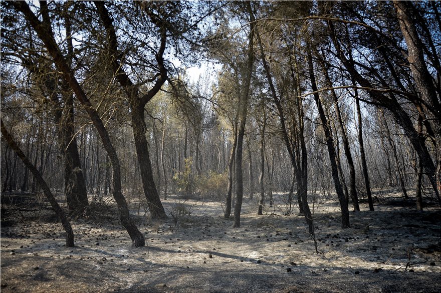 Φωτογραφίες από τη φωτιά στο δάσος Στροφυλιάς: Κρανίου τόπος η επόμενη μέρα - Φωτογραφία 4
