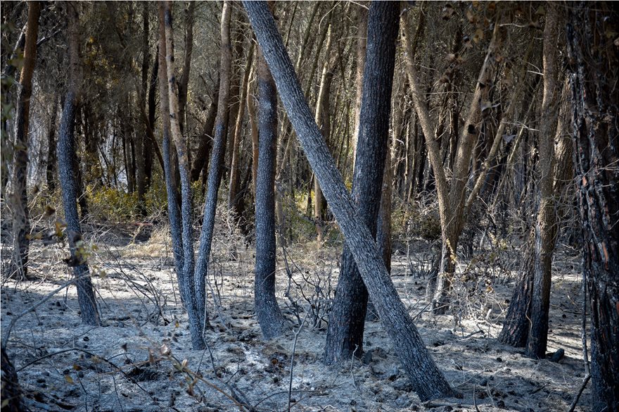 Φωτογραφίες από τη φωτιά στο δάσος Στροφυλιάς: Κρανίου τόπος η επόμενη μέρα - Φωτογραφία 5