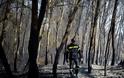 Φωτογραφίες από τη φωτιά στο δάσος Στροφυλιάς: Κρανίου τόπος η επόμενη μέρα - Φωτογραφία 1