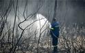 Φωτογραφίες από τη φωτιά στο δάσος Στροφυλιάς: Κρανίου τόπος η επόμενη μέρα - Φωτογραφία 2