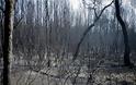 Φωτογραφίες από τη φωτιά στο δάσος Στροφυλιάς: Κρανίου τόπος η επόμενη μέρα - Φωτογραφία 3