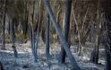 Φωτογραφίες από τη φωτιά στο δάσος Στροφυλιάς: Κρανίου τόπος η επόμενη μέρα - Φωτογραφία 5