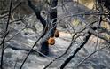 Φωτογραφίες από τη φωτιά στο δάσος Στροφυλιάς: Κρανίου τόπος η επόμενη μέρα - Φωτογραφία 6