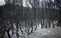Φωτογραφίες από τη φωτιά στο δάσος Στροφυλιάς: Κρανίου τόπος η επόμενη μέρα - Φωτογραφία 7