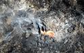 Φωτογραφίες από τη φωτιά στο δάσος Στροφυλιάς: Κρανίου τόπος η επόμενη μέρα - Φωτογραφία 8
