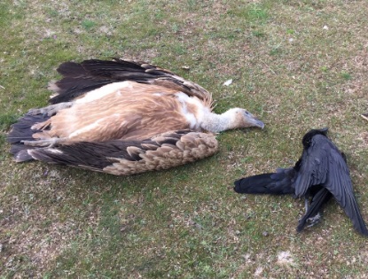 Θάνατοι σπάνιων αρπακτικών πουλιών στη Θράκη, από δηλητηριασμένα δολώματα - Φωτογραφία 1