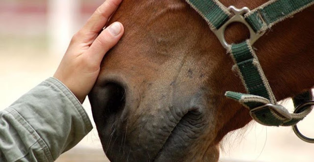Καλύβια: Νεκρό άλογο από ατύχημα – κινδύνεψε και ο αναβάτης - Φωτογραφία 1