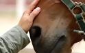 Καλύβια: Νεκρό άλογο από ατύχημα – κινδύνεψε και ο αναβάτης