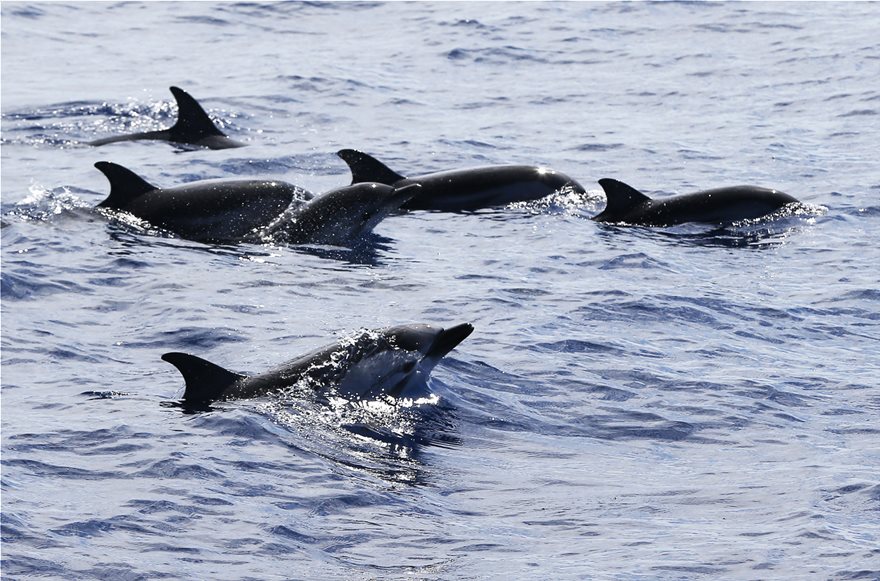 Τα θηλυκά δελφίνια έχουν κλειτορίδα και φτάνουν σε οργασμό - Φωτογραφία 2