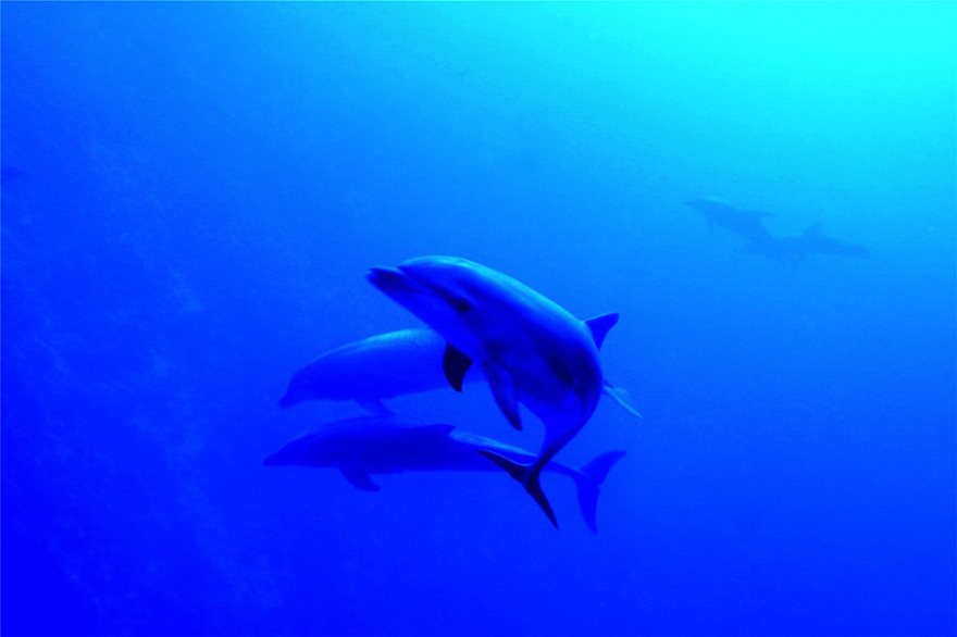 Τα θηλυκά δελφίνια έχουν κλειτορίδα και φτάνουν σε οργασμό - Φωτογραφία 4