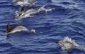 Τα θηλυκά δελφίνια έχουν κλειτορίδα και φτάνουν σε οργασμό