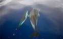 Τα θηλυκά δελφίνια έχουν κλειτορίδα και φτάνουν σε οργασμό - Φωτογραφία 3