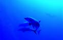 Τα θηλυκά δελφίνια έχουν κλειτορίδα και φτάνουν σε οργασμό - Φωτογραφία 4