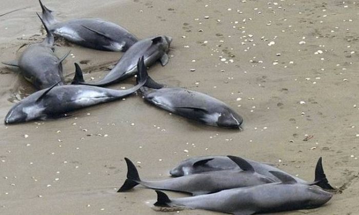 Τα τουρκικά σόναρ της Γαλάζιας Πατρίδας σκότωσαν 13 δελφίνια στο Αιγαίο - Φωτογραφία 1