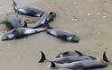 Τα τουρκικά σόναρ της Γαλάζιας Πατρίδας σκότωσαν 13 δελφίνια στο Αιγαίο