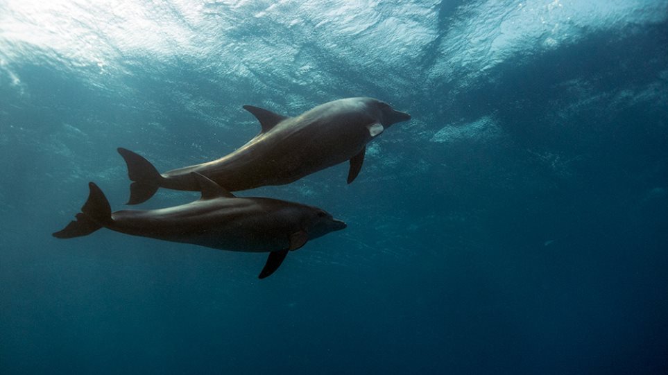 Τα τουρκικά σόναρ της «Γαλάζιας Πατρίδας» σκότωσαν δελφίνια στο Αιγαίο - Φωτογραφία 1