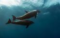 Τα τουρκικά σόναρ της «Γαλάζιας Πατρίδας» σκότωσαν δελφίνια στο Αιγαίο