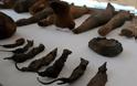 Βρέθηκαν μουμιοποιημένα ποντίκια και γάτες σε αρχαίο αιγυπτιακό τάφο