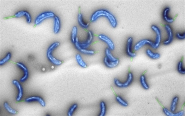 Γονιδίωμα made by computers για συνθετικές μορφές ζωής - Φωτογραφία 2