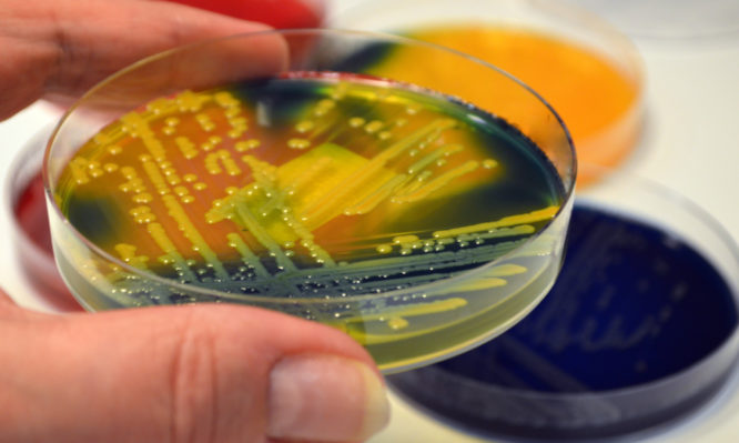 Παγκόσμια ανησυχία για υπερ-ανθεκτικό μύκητα στα νοσοκομεία – Τι είναι ο μύκητας Candida Auris - Φωτογραφία 1