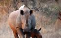 Da Zhuang: Ο μικρός λευκός ρινόκερος έκανε το ντεμπούτο του στο πάρκο Τσίμελονγκ της Κίνας