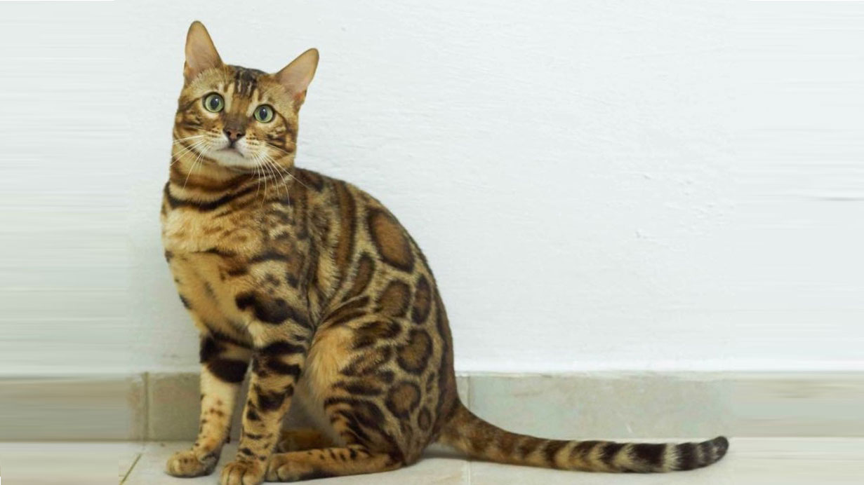 Γάτα Βεγγάλης: Μια μικρή λεοπάρδαλη στο σαλόνι μας - Φωτογραφία 1