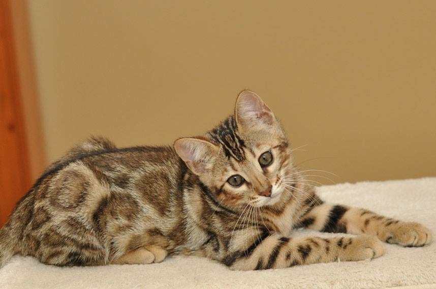 Γάτα Βεγγάλης: Μια μικρή λεοπάρδαλη στο σαλόνι μας - Φωτογραφία 5