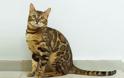 Γάτα Βεγγάλης: Μια μικρή λεοπάρδαλη στο σαλόνι μας - Φωτογραφία 1