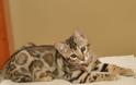 Γάτα Βεγγάλης: Μια μικρή λεοπάρδαλη στο σαλόνι μας - Φωτογραφία 5
