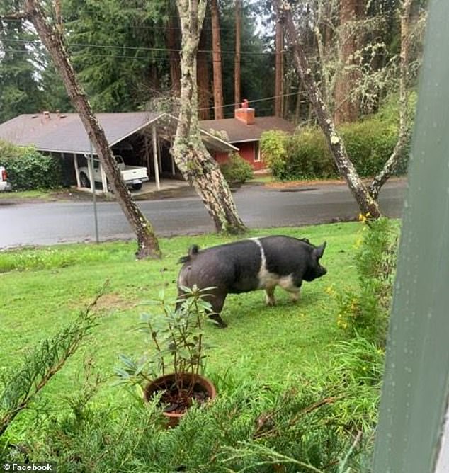 Είπε ότι θα προσέχει το κατοικίδιο γουρούνι 180 κιλών των γειτόνων κι εκείνος το έσφαξε για να το φάει! (pics) - Φωτογραφία 3
