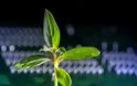 Βιονικά φυτά με υπερδυνάμεις, χάρη σε νανοϋλικά