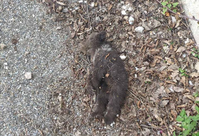 Νεκρό αρκουδάκι εντοπίστηκε έξω από την κοινότητα  Σπηλαίου Γρεβενών (σοκαριστικές εικόνες) - Φωτογραφία 1