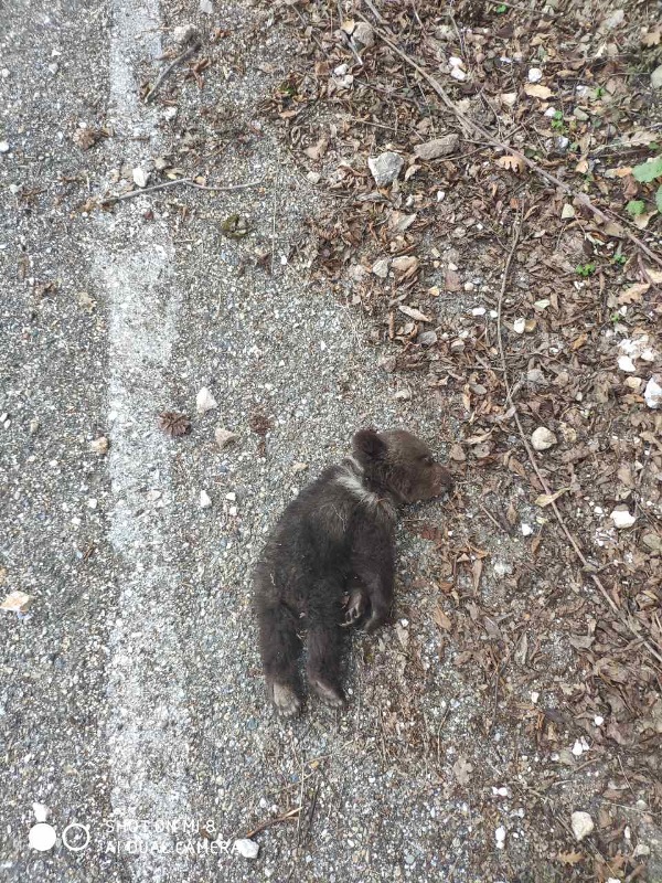 Νεκρό αρκουδάκι εντοπίστηκε έξω από την κοινότητα  Σπηλαίου Γρεβενών (σοκαριστικές εικόνες) - Φωτογραφία 2