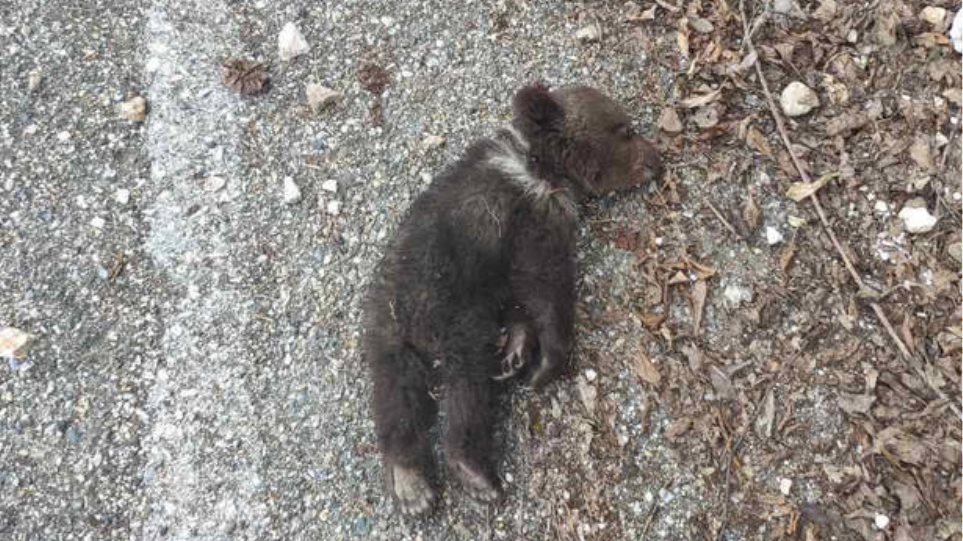 Μωρό αρκουδάκι καταπλακώθηκε από βράχια στα Γρεβενά! - Φωτογραφία 1