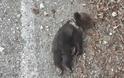 Μωρό αρκουδάκι καταπλακώθηκε από βράχια στα Γρεβενά!
