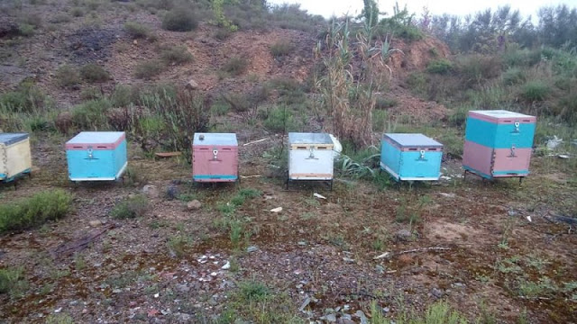 Μάστρο Οινιάδων: Έκλεψαν 32 μελίσσια από Ευρυτάνα μελισσοκόμο (φωτο) - Φωτογραφία 2