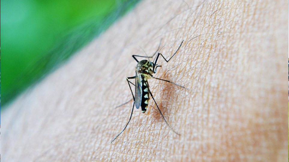 Η προεκλογική περίοδος και τα… κουνούπια - Φωτογραφία 1