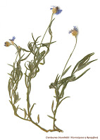 11899 - «Ο Φυτικός Πλούτος της Χερσονήσου του Αγίου Όρους». Έκθεση herbarium (αποξηραμένων φυτών) - Φωτογραφία 1