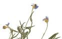 11899 - «Ο Φυτικός Πλούτος της Χερσονήσου του Αγίου Όρους». Έκθεση herbarium (αποξηραμένων φυτών)
