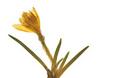 11899 - «Ο Φυτικός Πλούτος της Χερσονήσου του Αγίου Όρους». Έκθεση herbarium (αποξηραμένων φυτών) - Φωτογραφία 6