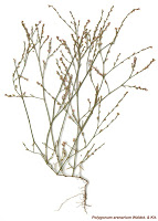 11899 - «Ο Φυτικός Πλούτος της Χερσονήσου του Αγίου Όρους». Έκθεση herbarium (αποξηραμένων φυτών) - Φωτογραφία 2