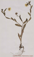 11899 - «Ο Φυτικός Πλούτος της Χερσονήσου του Αγίου Όρους». Έκθεση herbarium (αποξηραμένων φυτών) - Φωτογραφία 3