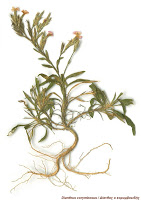 11899 - «Ο Φυτικός Πλούτος της Χερσονήσου του Αγίου Όρους». Έκθεση herbarium (αποξηραμένων φυτών) - Φωτογραφία 4