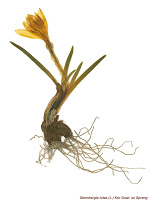 11899 - «Ο Φυτικός Πλούτος της Χερσονήσου του Αγίου Όρους». Έκθεση herbarium (αποξηραμένων φυτών) - Φωτογραφία 6