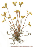 11899 - «Ο Φυτικός Πλούτος της Χερσονήσου του Αγίου Όρους». Έκθεση herbarium (αποξηραμένων φυτών) - Φωτογραφία 7