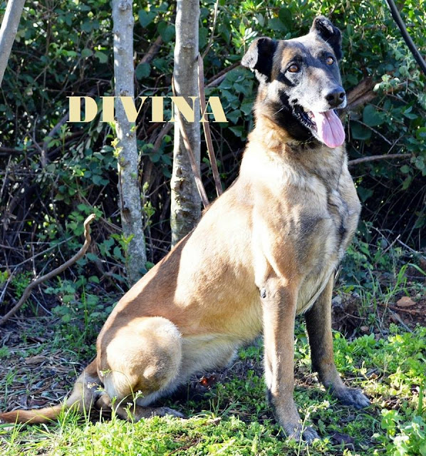 Αποστρατεύτηκε η Divina - Αναλαμβάνει η Dagi - Φωτογραφία 1