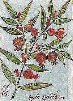 11900 - Έτσι είναι τα λουλούδια το Πάσχα στο Άγιον Όρος. Έκθεση ζωγραφικής στις Καρυές του Αγίου Όρους - Φωτογραφία 1